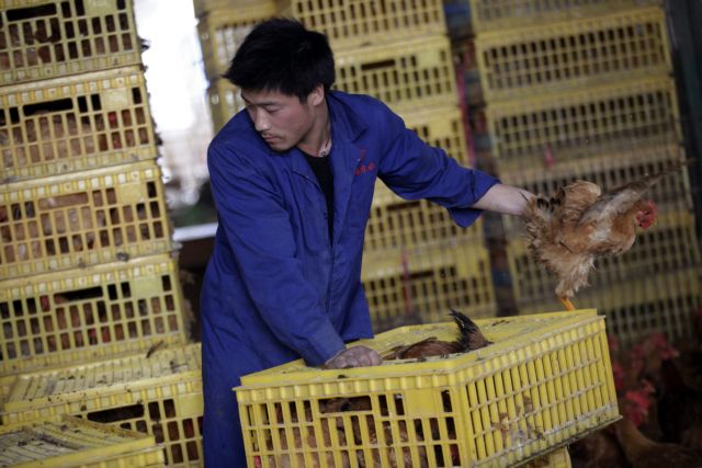 «Ανησυχητικές» μεταλλάξεις ανιχνεύονται στη νέα γρίπη των πτηνών H7N9